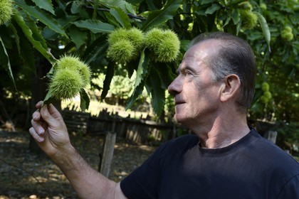 France, Haute Corse, Castagniccia, Valle d’Orezza, Hector Giudicelli chestnut grower in its chestnut grove