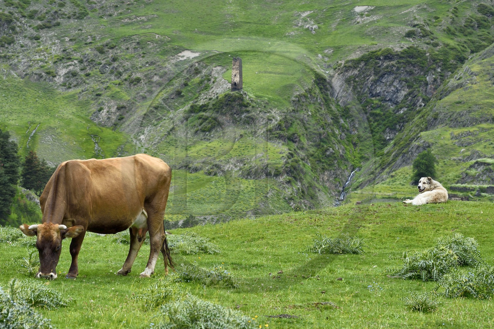 Géorgie, Kakheti, Parc national de Touchétie, vallée de la rivière Alazani dans les montagnes de Pirikiti, le chien Berger du Caucase est l'indispensable gardien de troupeaux