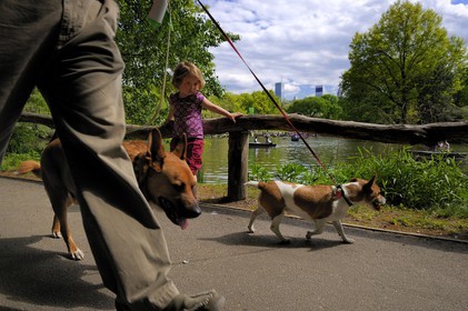 Etats-Unis, New York, Manhattan, Central Park, promenade des chiens