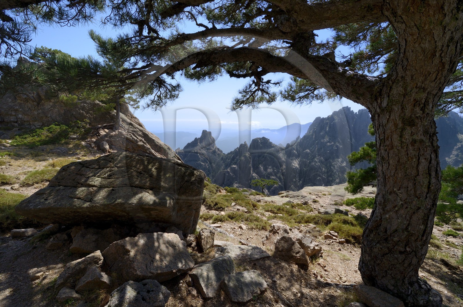 France, Corse-du-Sud (2A), Alta Rocca, massif de Bavella, promontoire de Punta Velacu, piton vertigineux surplombant le ravin d’Aragale