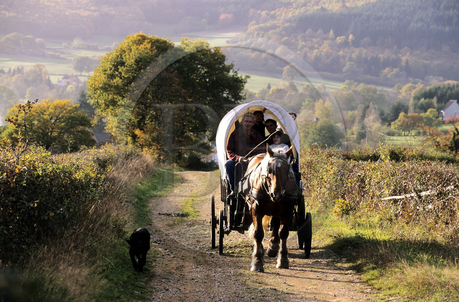 France, Saône-et-Loire (71), Morvan, La Celle-en-Morvan, chariot baché remontant un chemin