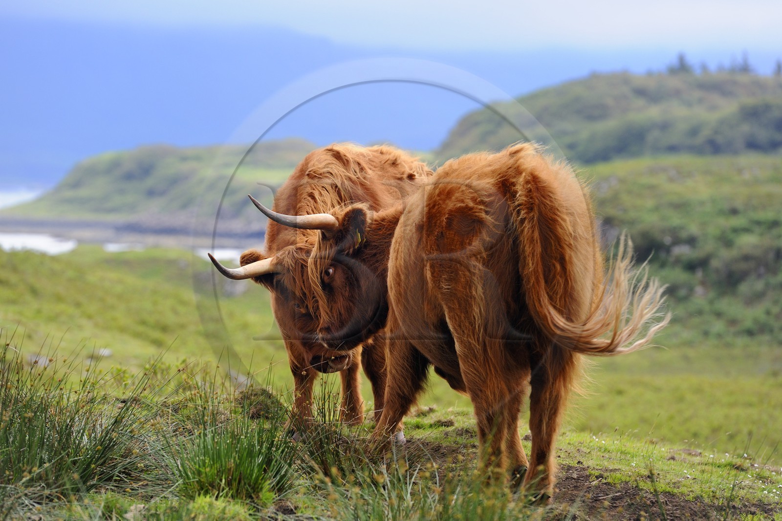 United Kingdom, Scotland, Highland, Inner Hebrides, Isle of Mull, Highland cattle