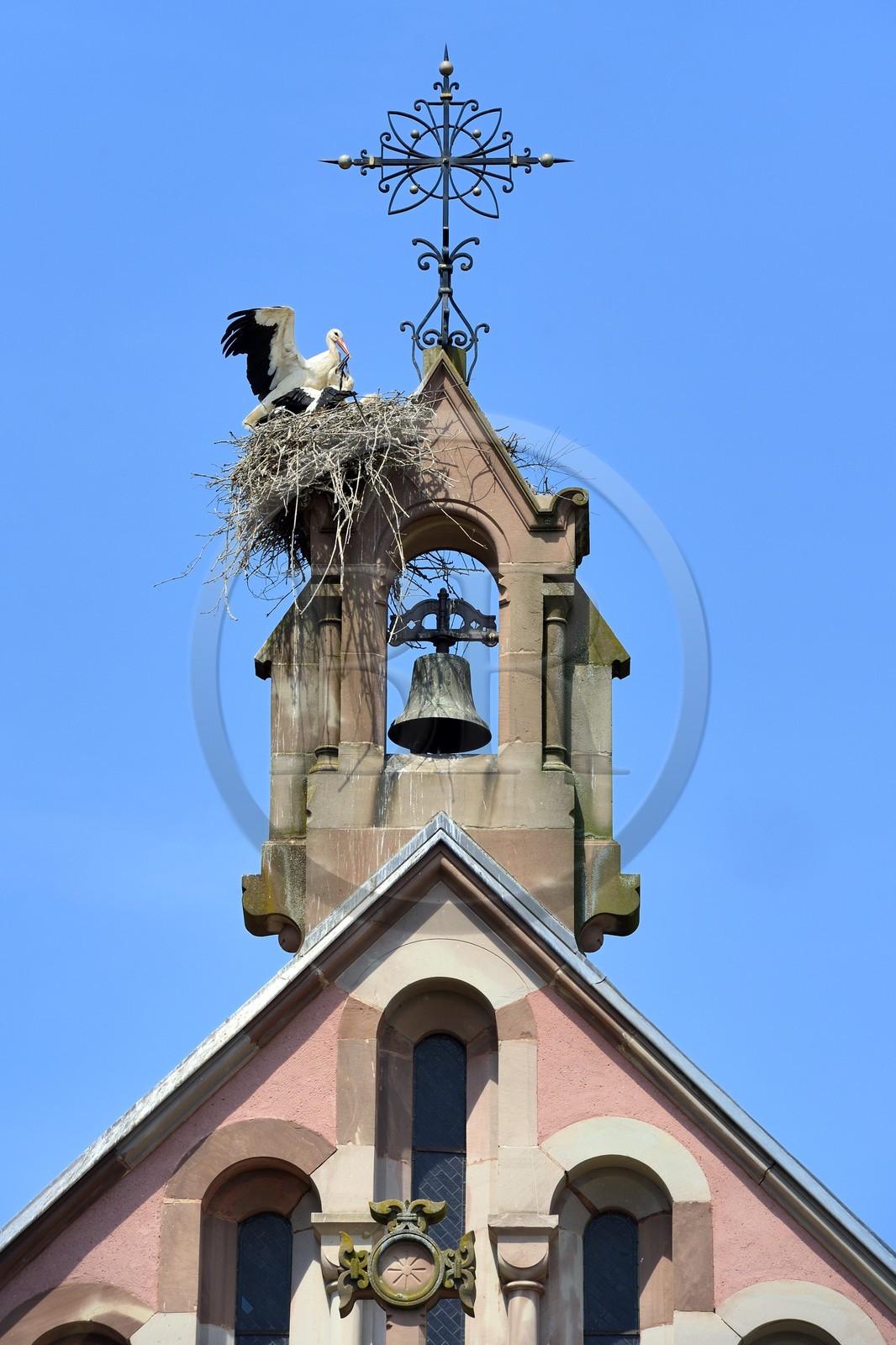 France, Haut-Rhin (68), Eguisheim, labellisé Les Plus Beaux Villages de France, cigogne nourrissant ses petits dans le nid au sommet de la chapelle Leon IX
