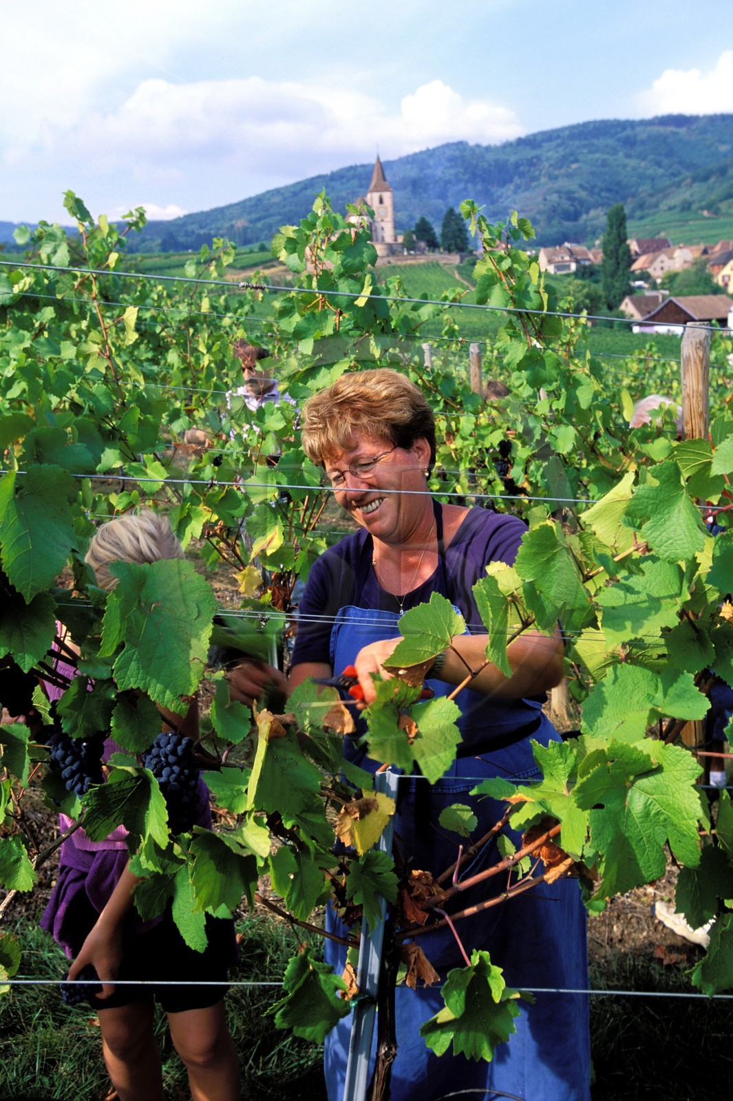 France, Haut-Rhin (68), Route des vins d' Alsace, Hunawihr, labellisé Les Plus Beaux Villages de France, les vendanges