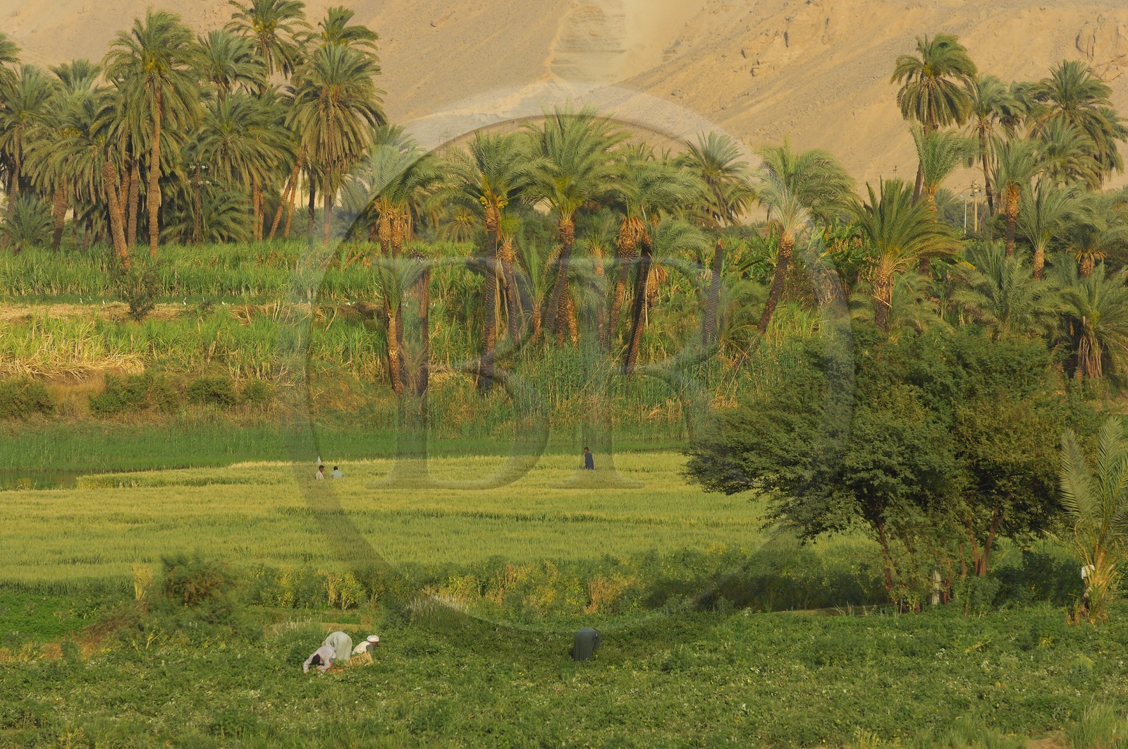 Egypt, Upper Egypt, Nile Valley, the Nile river between Luxor and Esna