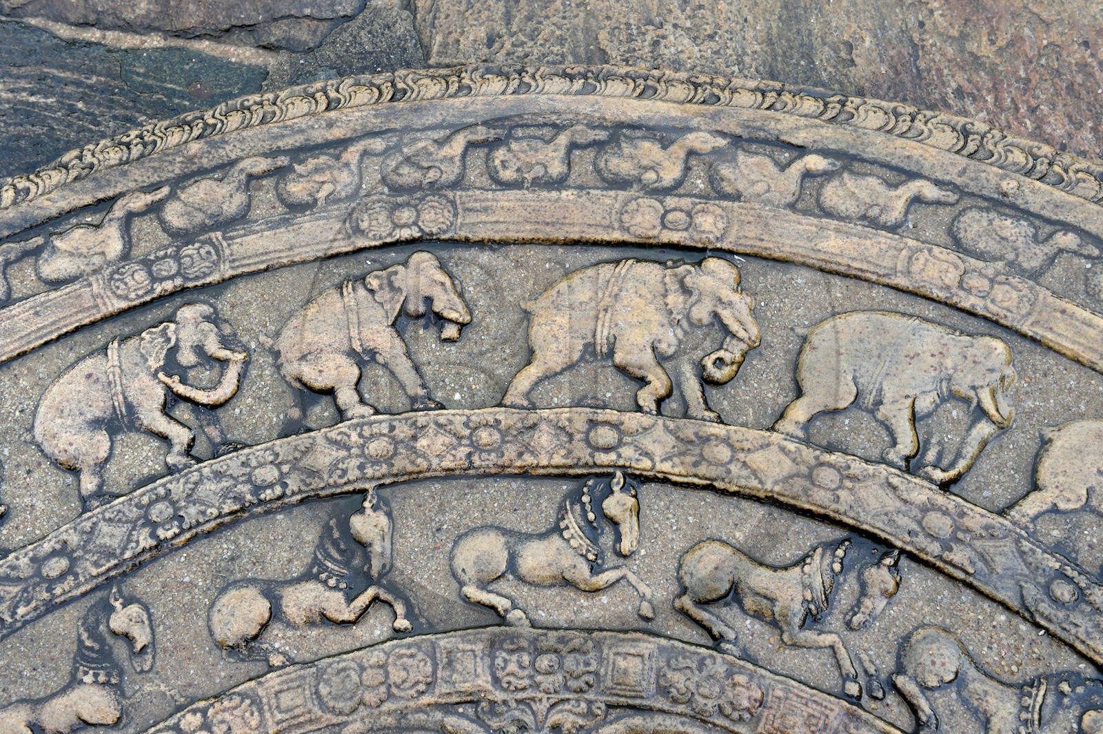 Sri Lanka, province du Centre-Nord, Polonnaruwa, l'ancienne capital du pays (XIe au XIIIe siècle) est classée au Patrimoine Mondial de l'UNESCO, terrasse de la relique de la dent, Vatadage (chambre des reliques), pierre de lune en demi-cercle (sandakada pahana)