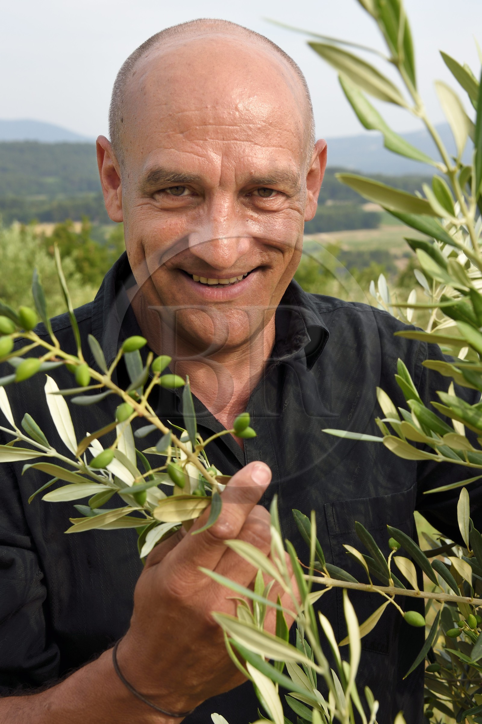 France, Vaucluse, Cadenet, Bastide du Laval, Roland Coupat in his olive grove