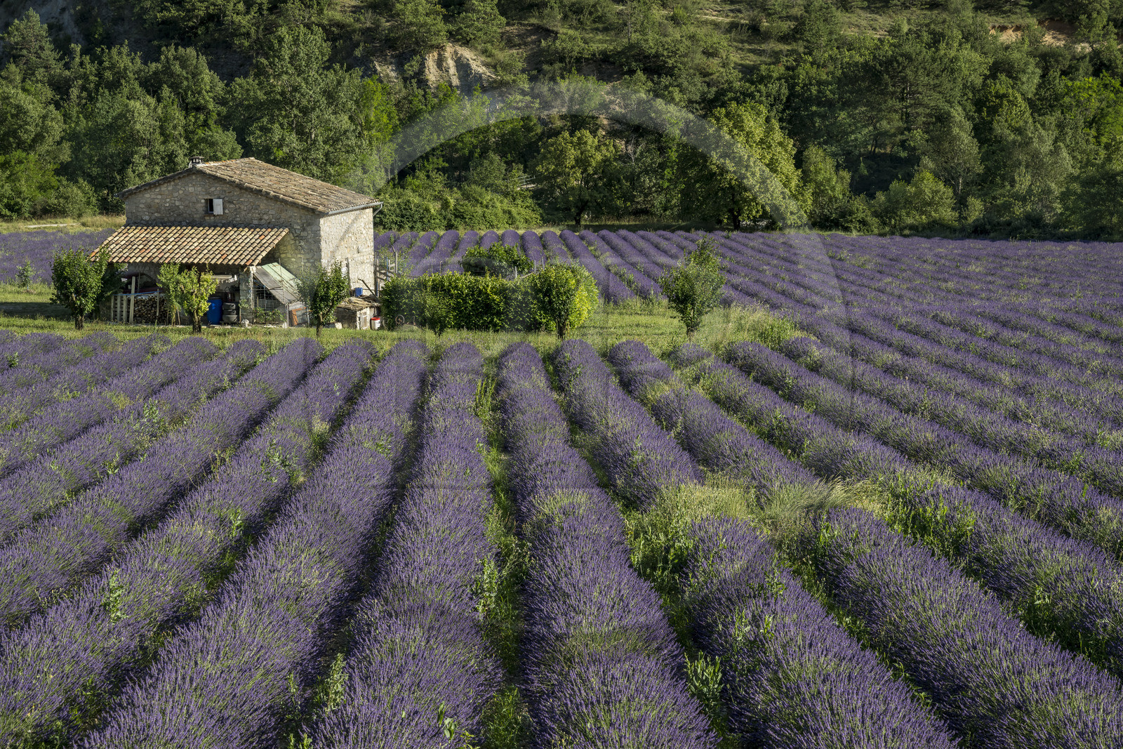 France, Drôme (26), parc naturel régional des Baronnies provençales, Vercoiran, maison au centre d'un champ de lavande