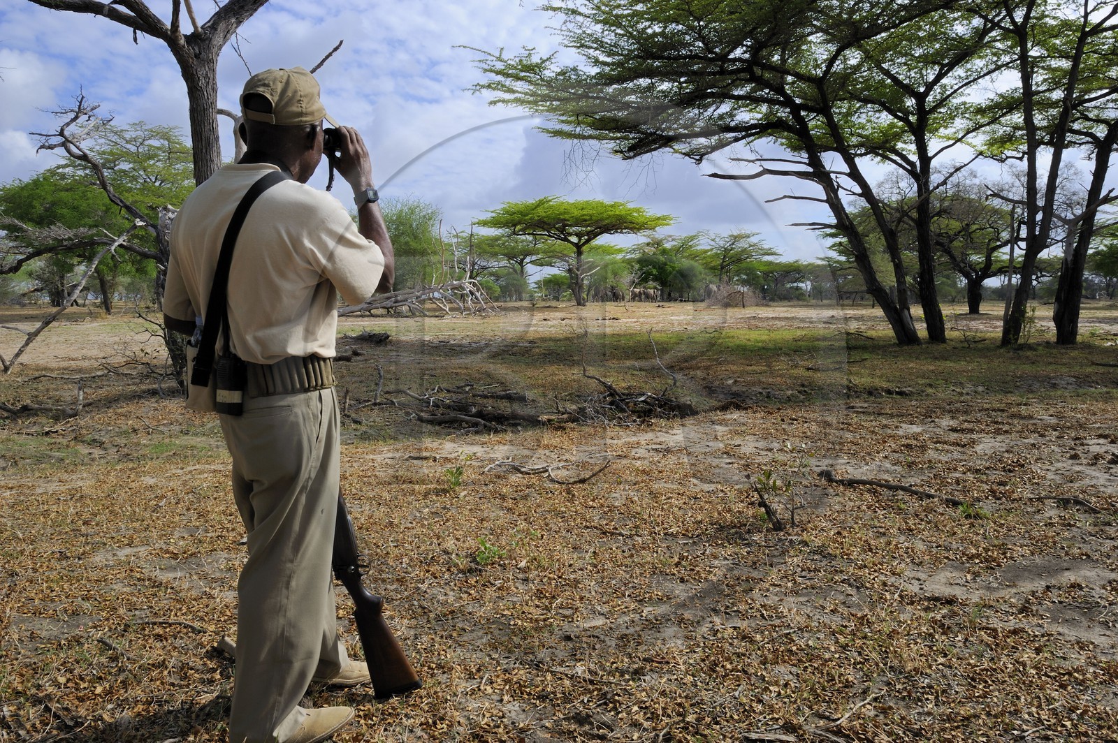 Tanzanie, Reserve de gibier de Selous une des plus grandes zones protégées au monde et inscrite sur la liste du patrimoine mondial de l’Unesco depuis 1982, Mtambo un ranger du Selous Camp observe les éléphants lors d'un safari à pied