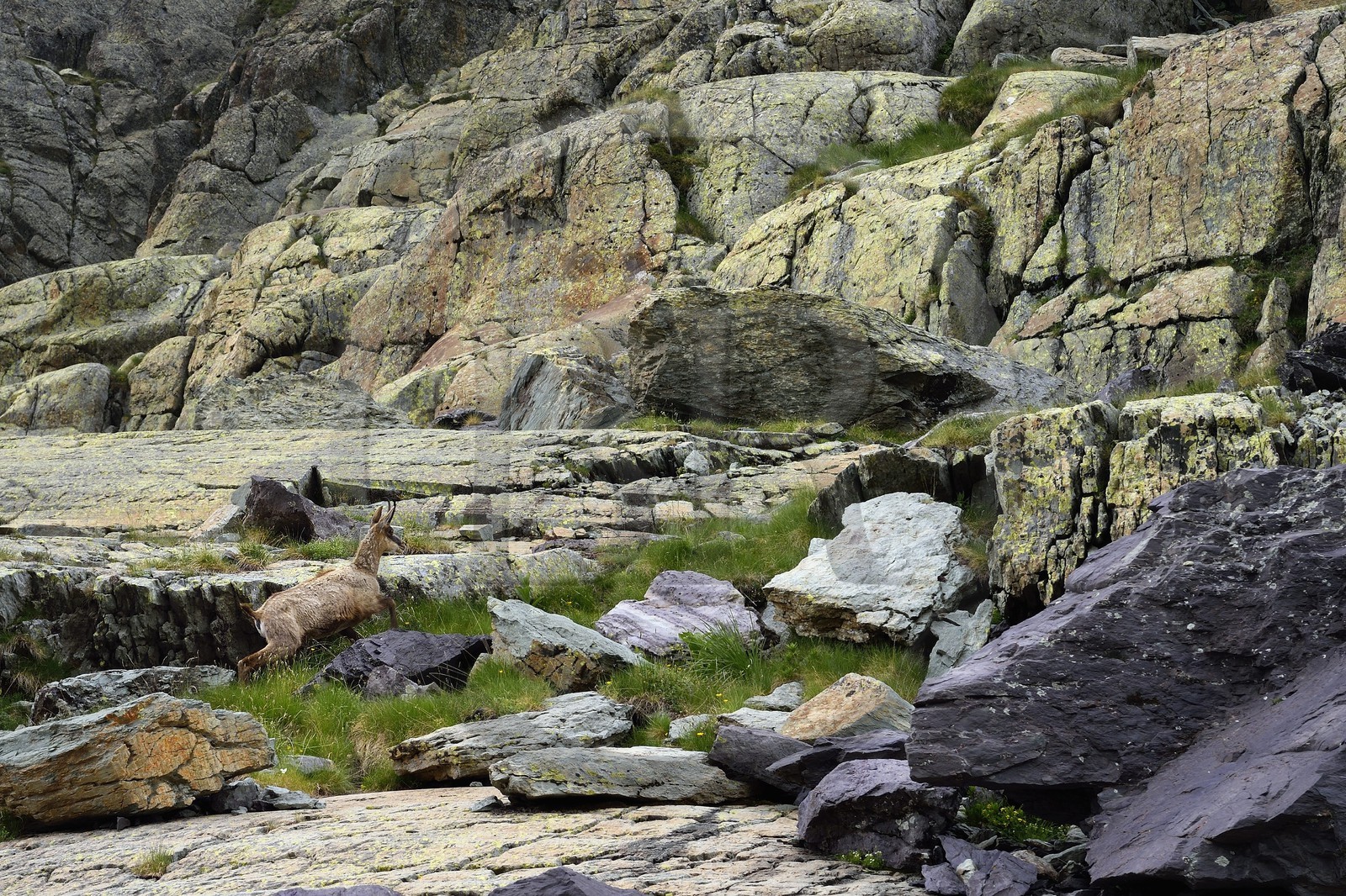 France, Alpes-Maritimes (06), parc national du Mercantour, Vallée des Merveilles parsemée de milliers de gravures rupestres de l'Age de bronze, chamois sur la dalles de schiste jaune des chiappes