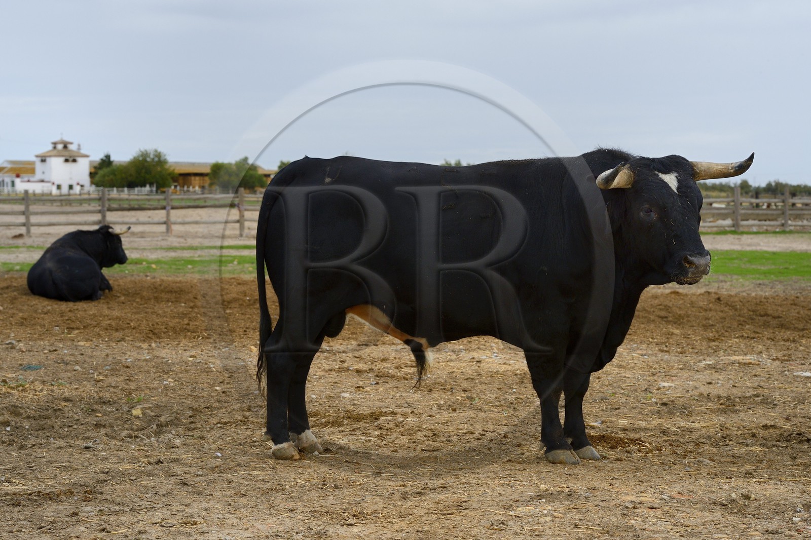 Espagne, Andalousie, province de Séville, Utrera, domaine El Toruno, élevage de taureaux de combat