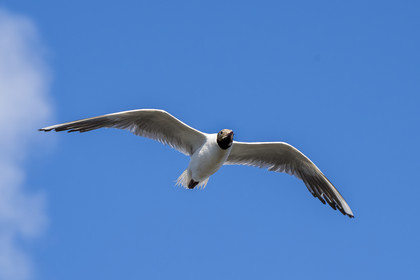France, Vendee, Noirmoutier island, Barbatre, black-headed gull (Chroicocephalus ridibundus)