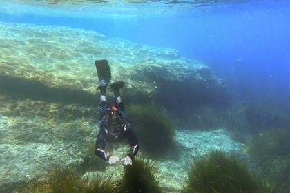France, Var, Le Rayol Canadel sur Mer, Domaine du Rayol, Jardin des Mediterranees, Conservatoire du Littoral Estate compulsory mention, the marine path, snorkeling in the Posidonia herbarium