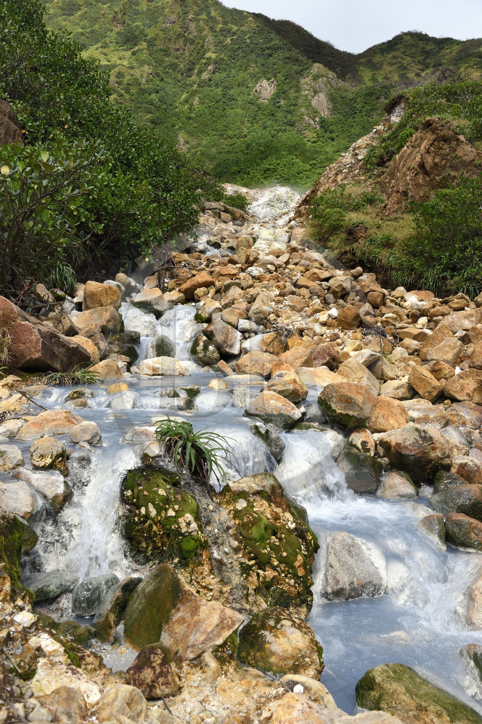 Caribbean, Dominica Island, Castle Bruce, Morne Trois Pitons National Park listed as World heritage by UNESCO, Valley of Desolation, river of hot springs, whose unique color is due to the presence of calcium, carbon, sulfur and iron, on the trail leading to Boiling Lake