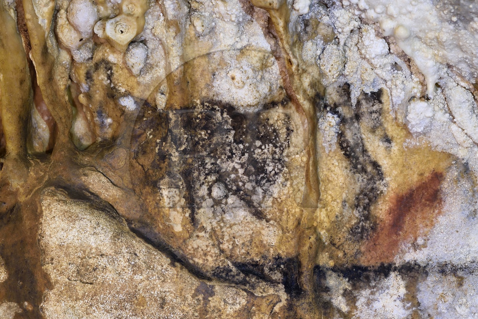 France, Dordogne, Perigord Vert, Villars, Villars Cave, The man charged by a bison painted on the wall in black suffered from corrosion