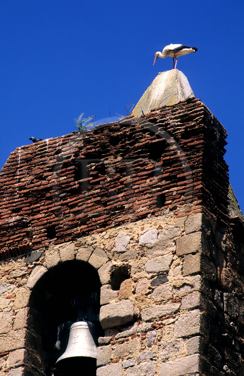 Spain, Estremadura, a stork perched on a Bell Tower