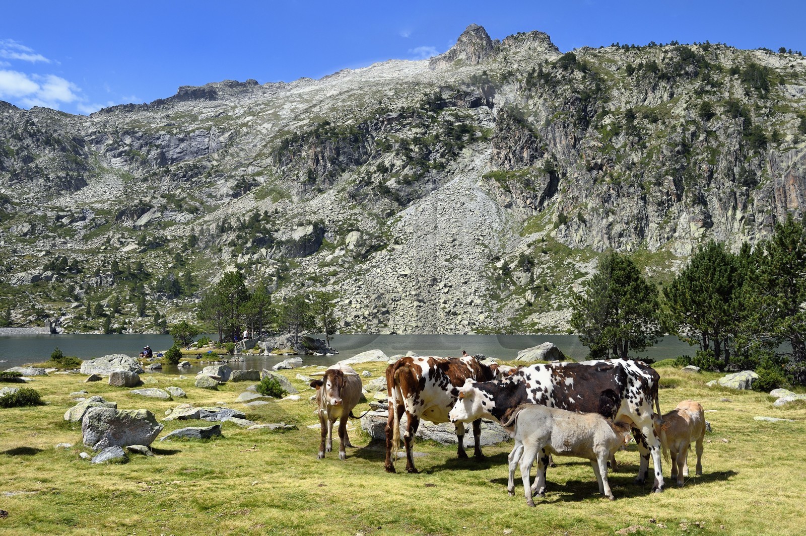 France, Hautes-Pyrénées (65), Saint-Lary-Soulan et Vielle-Aure, Réserve naturelle nationale du Néouvielle, randonnée des lacs du Neouvielle, vaches en estives au lac d'Aubert