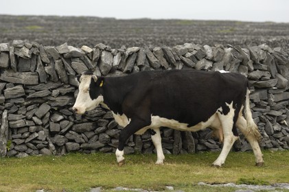 Irlande, Comté de Galway, Aran Islands, Inishmaan, murets typiques en pierres sèches délimitant chaque parcelle de terre