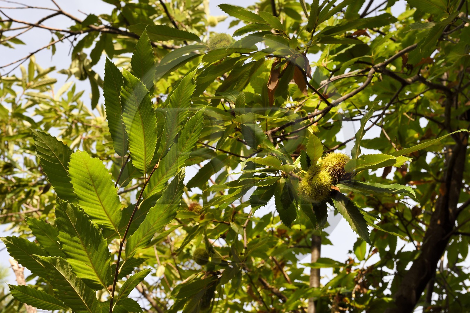France, Var, Massif des Maures, Collobrières, chestnuts in their bug