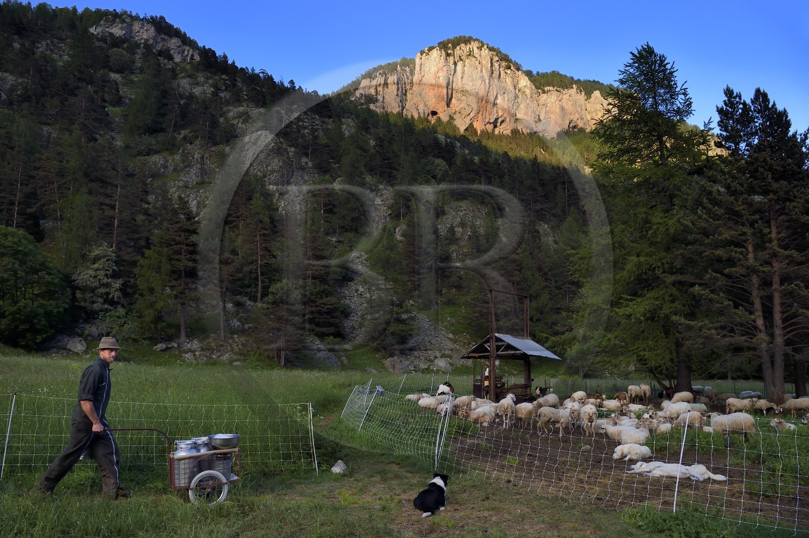 France, Alpes-Maritimes (06), vallée de la Roya (arrière-pays niçois), au pied du parc national du Mercantour, Tende, Casterino dans la vallée de la Casterine, le berger Georges Giordano se prépare à la traite de son troupeau de brebis