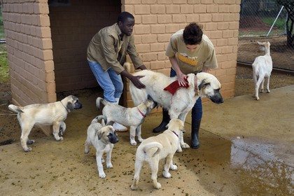 Namibie, Otjiwarongo, Cheetah Conservation Fund, centre de recherche et d'éducation, le Livestock Guarding Dog Program (programme chien de garde du bétail) du CCF a été très efficace pour réduire les taux de prédation et ainsi aussi l'inclinaison des agriculteurs à piéger ou tirer sur des guépards, élevage de chien Berger d'Anatolie aussi connu sous le nom de Kangal