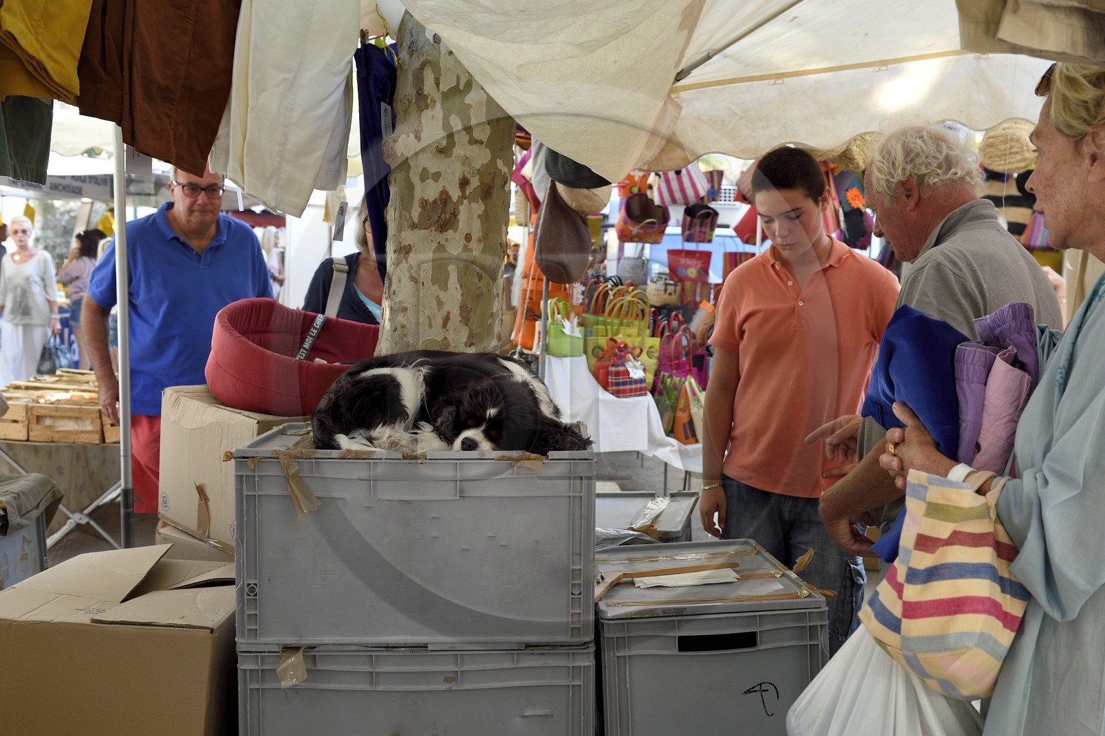 France, Var (83), Saint-Tropez, place des Lices, terrasse de cafés et étals de produits artisanaux à l'occasion du marché hebdomadaire le samedi matin