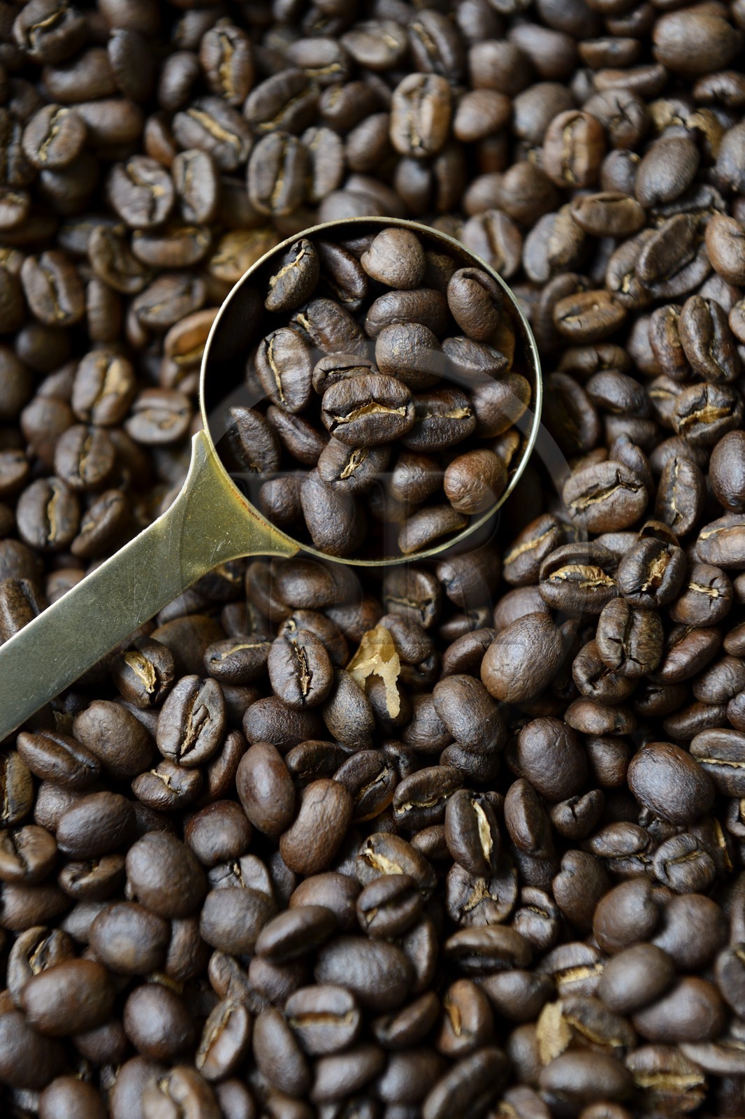 Panama, Chiriqui province, Boquete, Coffee Plantation Finca Lerida, fresh roasted catuai coffee beans