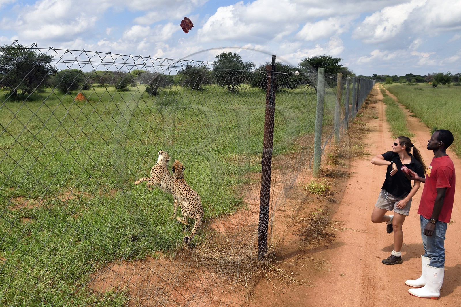 Namibie, Otjiwarongo, Cheetah Conservation Fund, centre de recherche et d'éducation, nourrissage de guépards (Acinonyx jubatus)