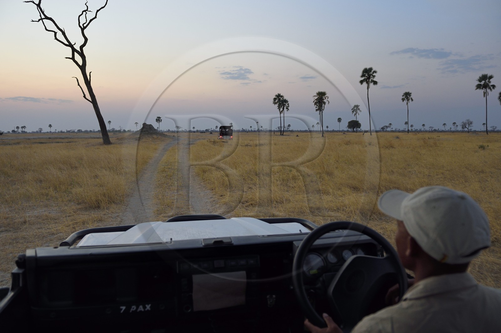 Zimbabwe, Matabeleland North Province, Hwange National Park, discovering the wildlife of the savannah on a track at dusk