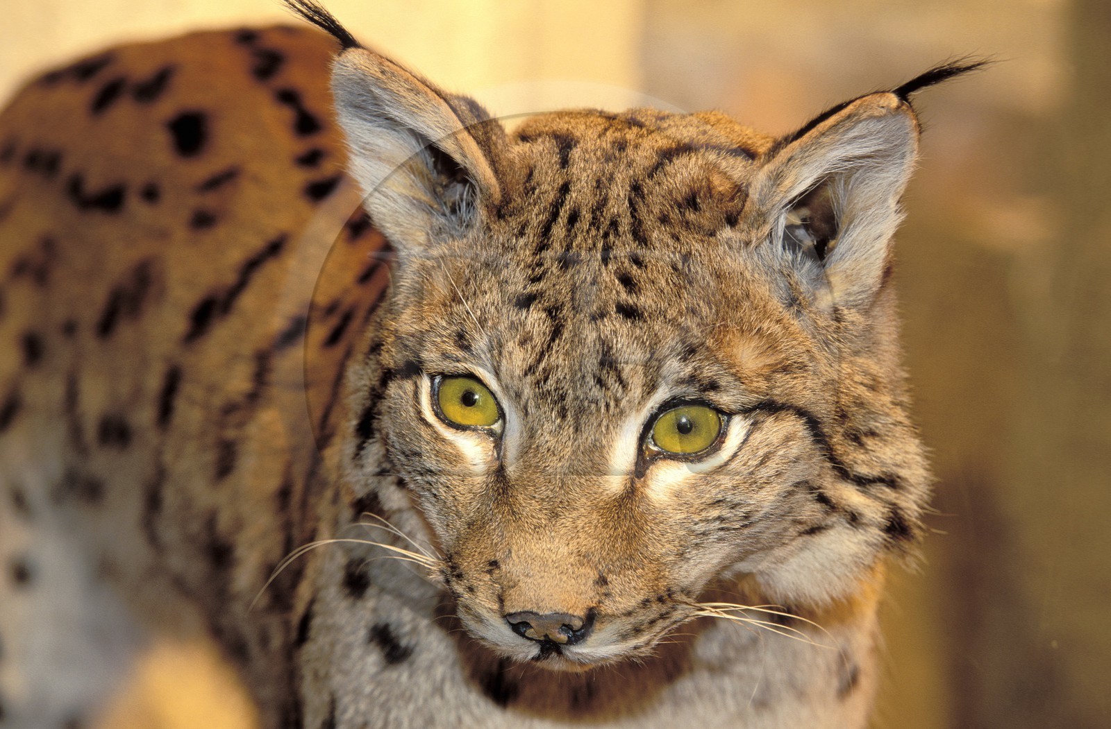 France, Haute-Savoie (74), Sallanches, un lynx au musée des réserves naturelles de Haute-Savoie