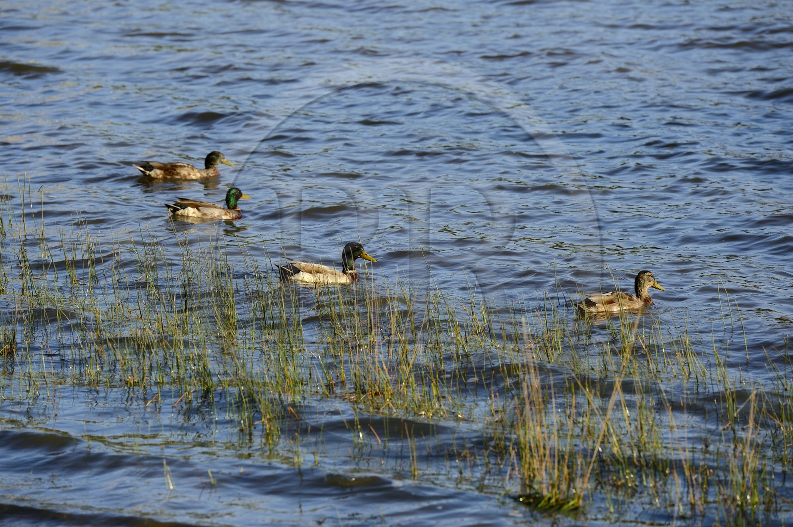 France, Ille-et-Vilaine, forest of Broceliande, ducks on the pond of Paimpont