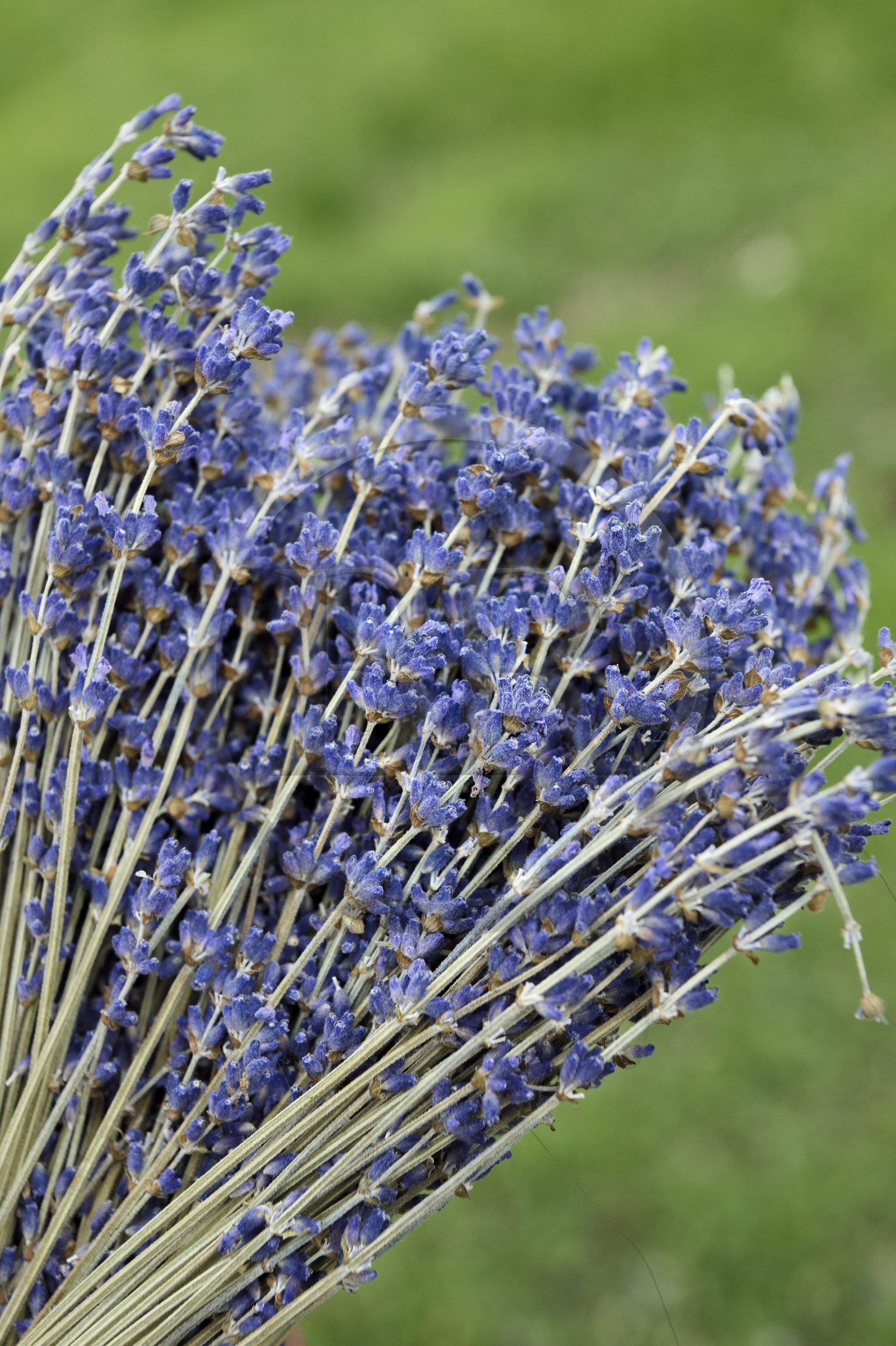 France, Alpes-de-Haute-Provence (04), La Mure-Argens, lavande
