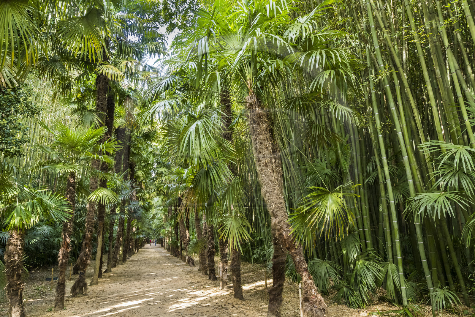 France, Gard, Generargues towards Anduze, Bambouseraie en Cévennes (Bamboo garden), bamboo forest