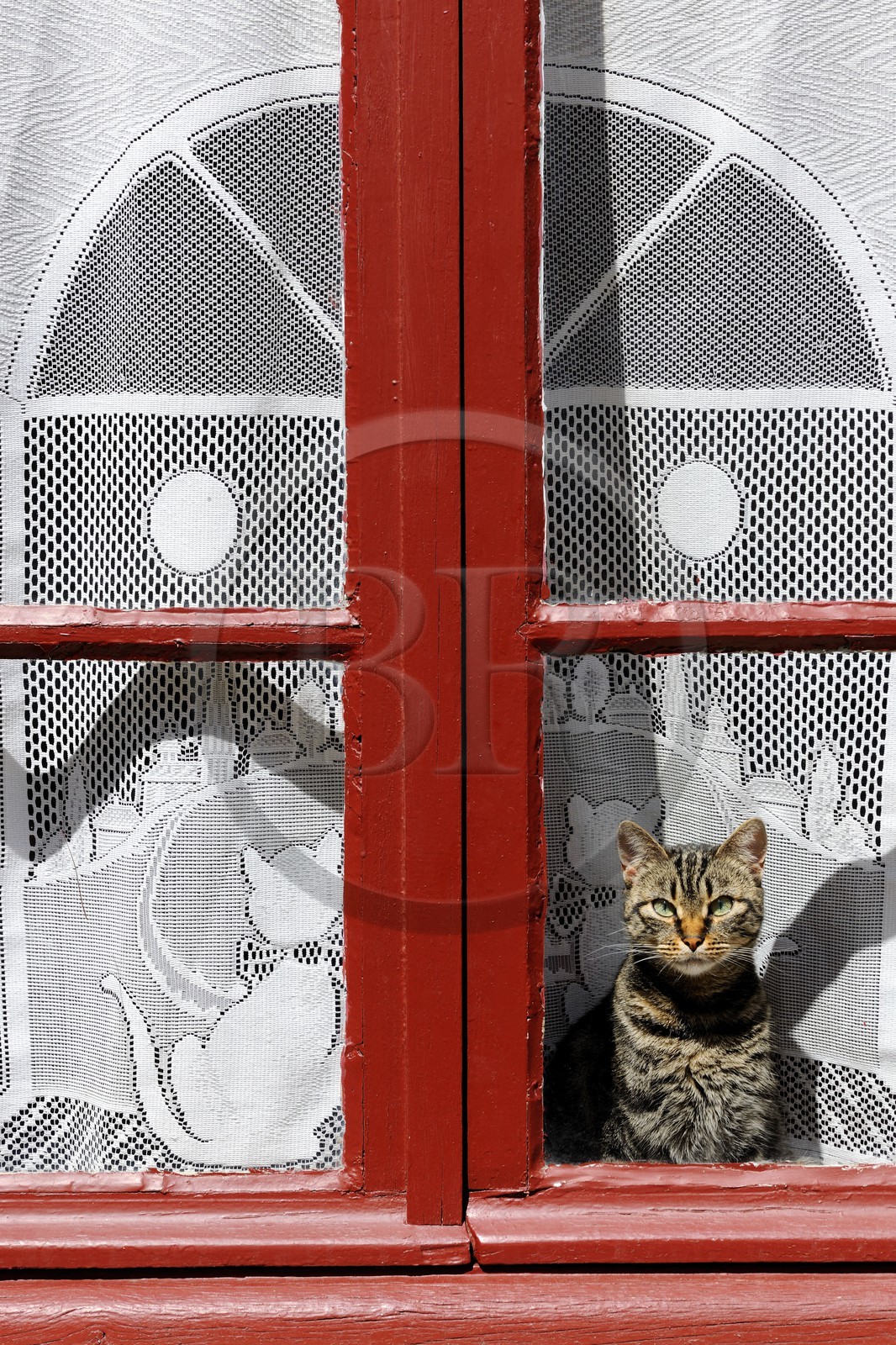 France, Aude (11), village de Caunes-Minervois, chat derrière une vitre