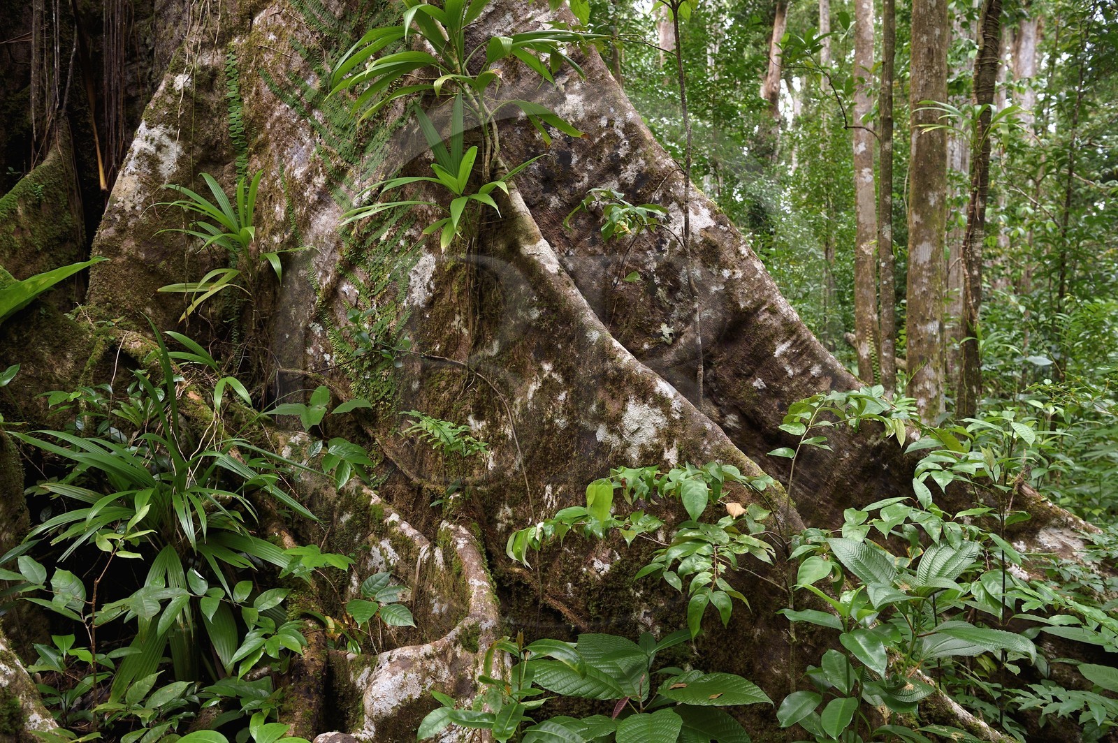 Caraïbes, Ile de la Dominique, Parc national de Morne Diablotin, chataignier dominicain (sloanea caribaea), en créol Chatannyé Ti-Fèy, ce serait le plus vieil arbre de l'île avec ses 700 ans