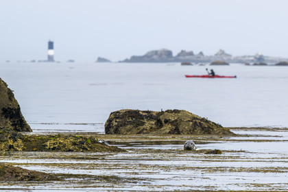 France, Finistère (29), Penmarch, archipel des Étocs, sortie en kayak du Centre nautique du Guilvinec à la découverte du phoque gris (halichoerus grypus) dans les rochers à marée basse