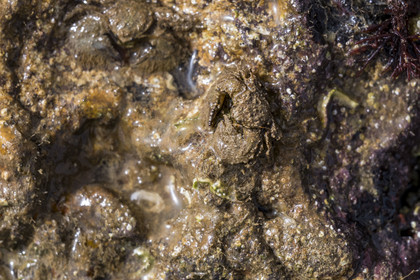 France, Charente-Maritime (17), Ile d'Oléron, Saint-Georges-d'Oléron, sur l’estran de la plage des Sables Vignier à marée basse, porcelane, très petit pseudo-crabe de l'espèce Porcellana platycheles vivant sous les rochers