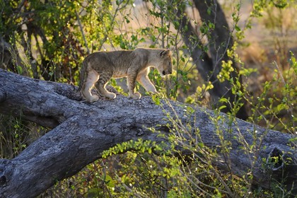 Tanzanie, Reserve de gibier de Selous une des plus grandes zones protégées au monde et inscrite sur la liste du patrimoine mondial de l’Unesco depuis 1982, lionceaux