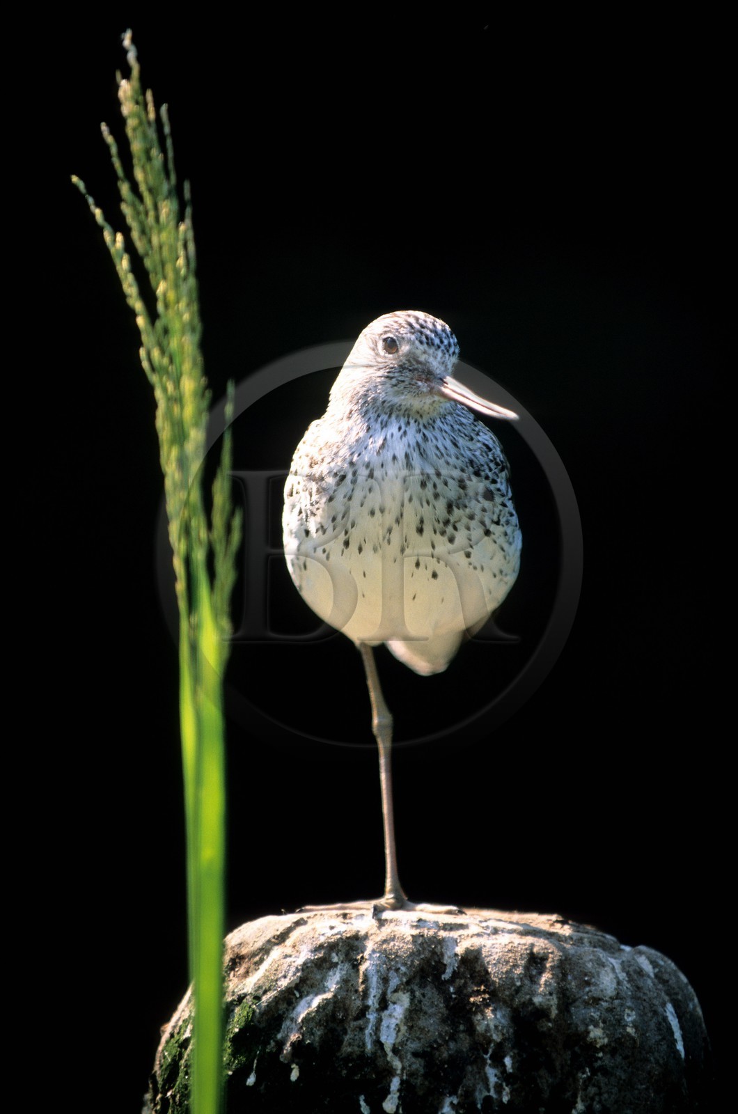 Belgium, West Flanders, Knokke-Heist, the Zwin, a sandpiper bird