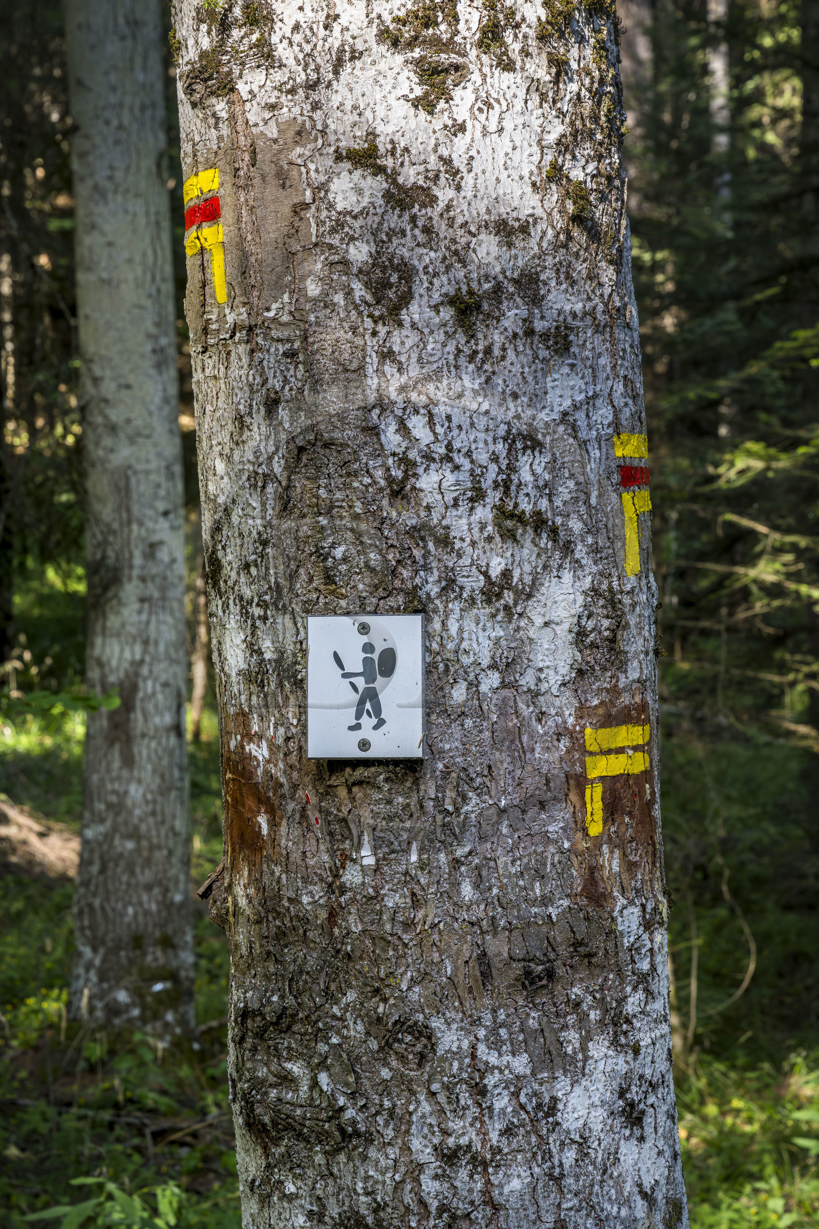 France, Hautes Alpes (05), Crots, randonnée en forêt domaniale de Boscodon sur le sentier des Moines
