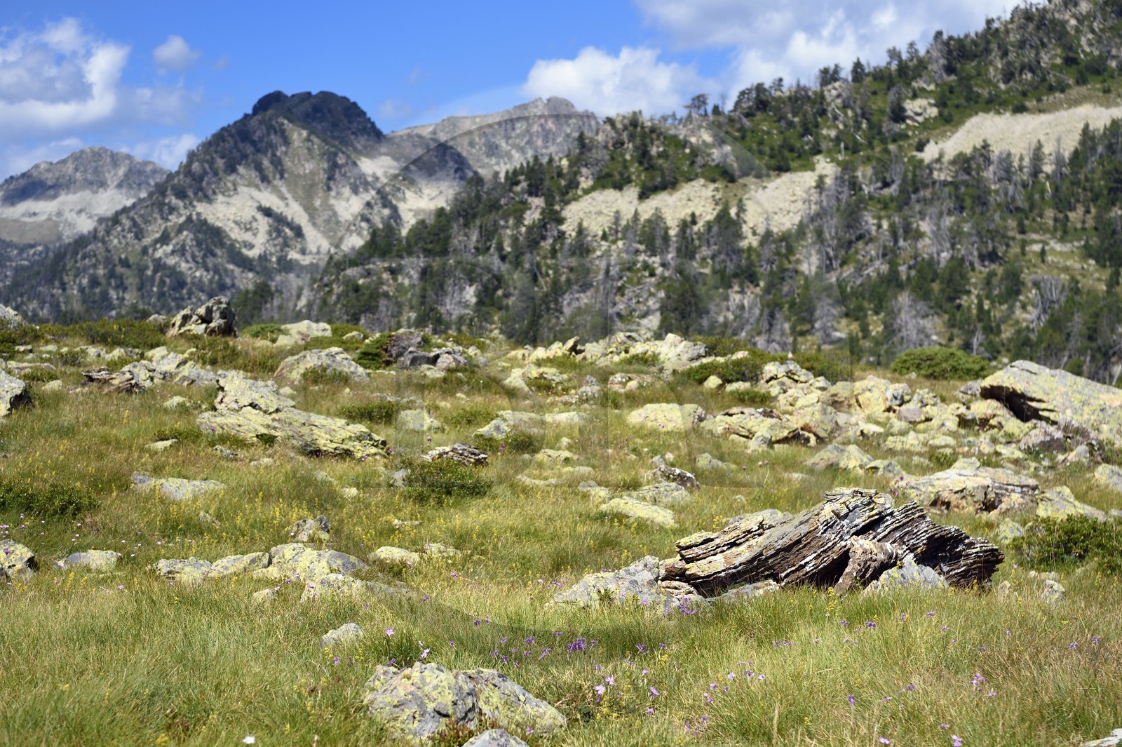 France, Hautes Pyrenees, Saint Lary Soulan and Vielle-Aure, hike on a variant of the GR10 between the Portet pass and the Bastan lakes on the edge of the Neouvielle nature reserve