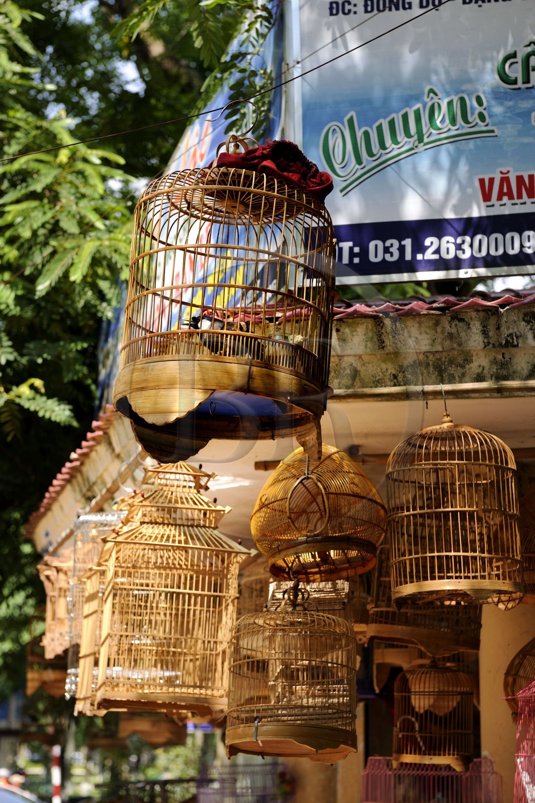 Vietnam, Haiphong, vente d'oiseaux en cages