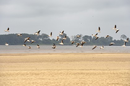 Gabon, Moyen-Ogooue Province, Lambaréné region, the Ogooue river, formation of pelicans on a sandbank