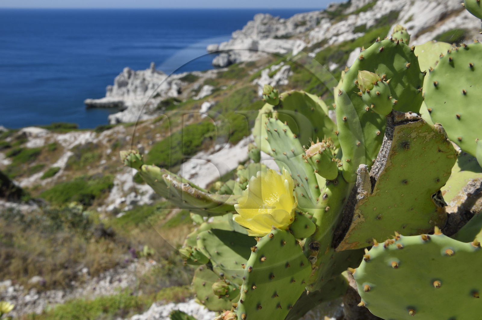 France, Bouches-du-Rhône (13), Marseille, Parc National des Calanques, Archipel des Iles du Frioul, Ile de Pomègues, fleur de figuier de Barbarie (Opuntia ficus-indica)