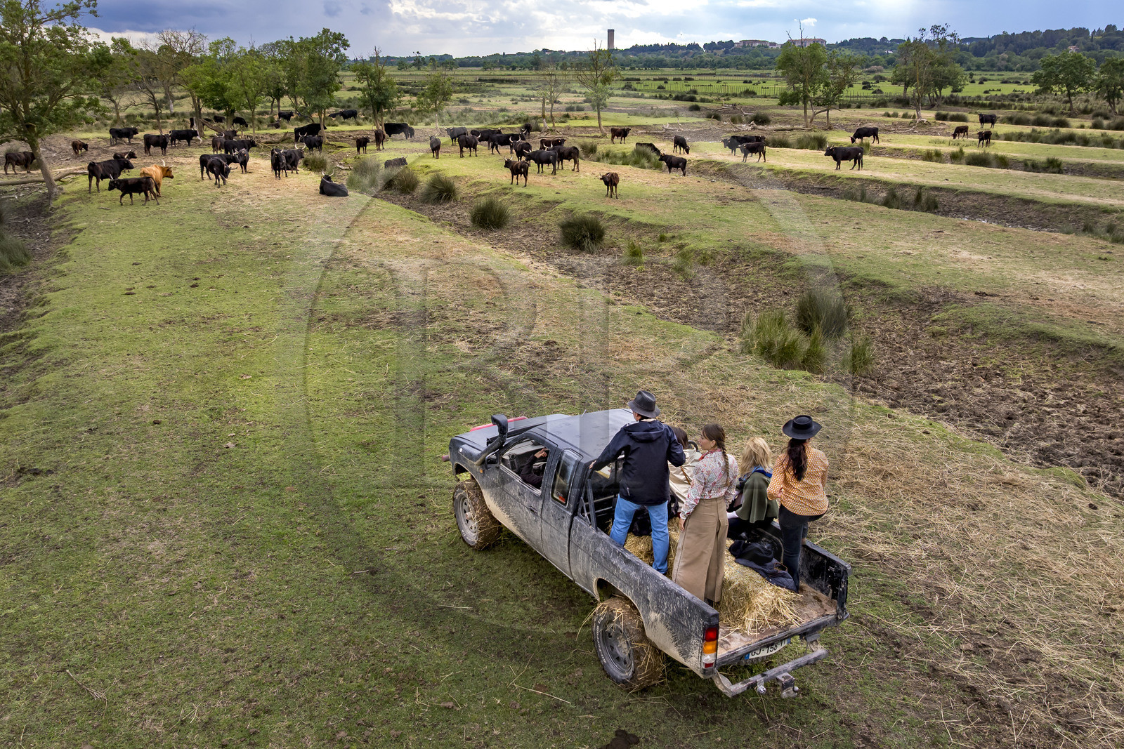 France, Gard, Saint Gilles du Gard, Pierre Aubanel & son manade (cattle and horses ranch), Camargue bulls called Raco di Biou, four wheel drive tour of the property