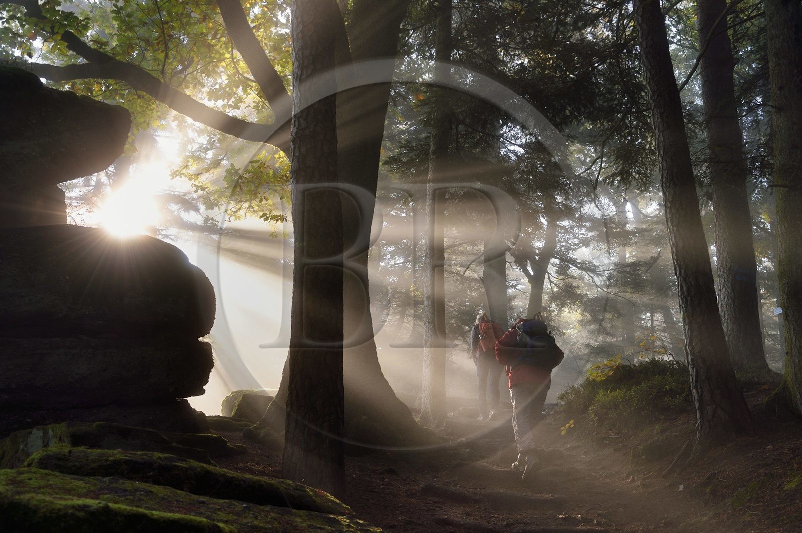 France, Bas Rhin, Mont Saint Odile, hike along the Pagan Wall, vestige of a wall probably from the Merovingian period with a total length of eleven kilometers, sunrise in the early morning mist