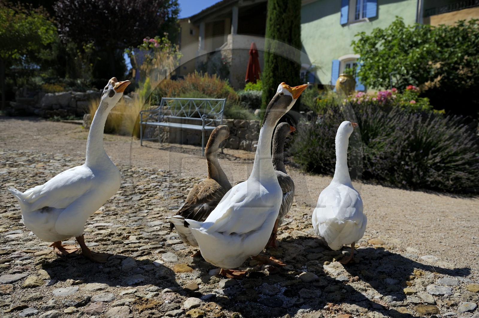 France, Var (83), Provence Verte, Bras, vers Saint-Maximin-la-Sainte-Baume, la maison d'hôtes Le Peyrourier, une campagne en Provence, oies blanches