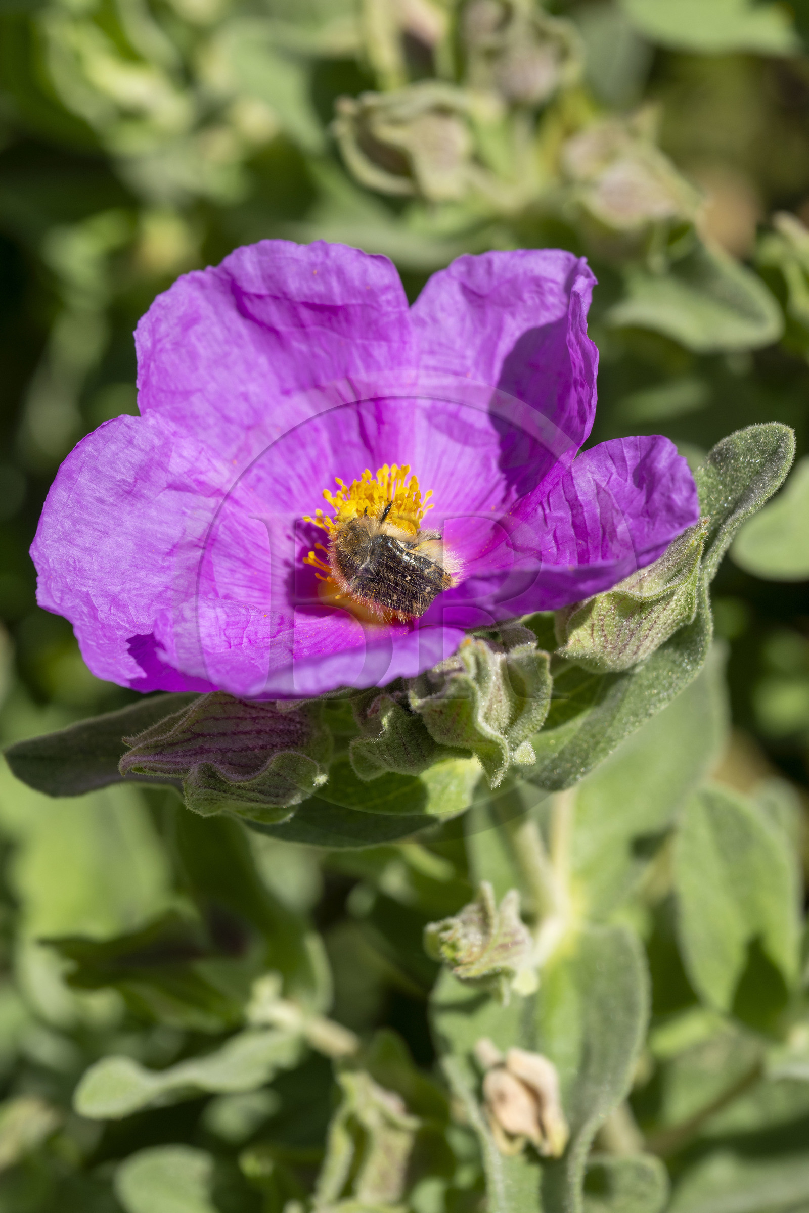France, Vaucluse (84), Dentelles de Montmirail, Crestet, Cétoine hérissée (tropinota hirta) recouvert du pollen d'un ciste cotonneux aux fleurs de chiffon rose