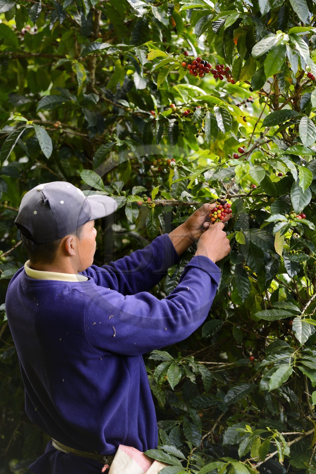 Panama, province de Chiriqui, Boquete, plantation de café Finca Lerida, cueillette des grains de café par un amérindien Nägbe