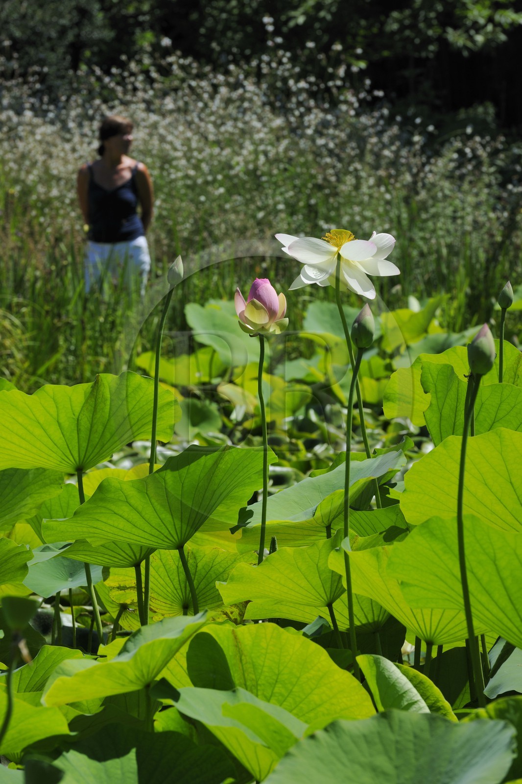 France, Herault, Montpellier, the Jardin des Plantes (botanical garden), Lotus of India (Nelumbo nucifera gaertner)